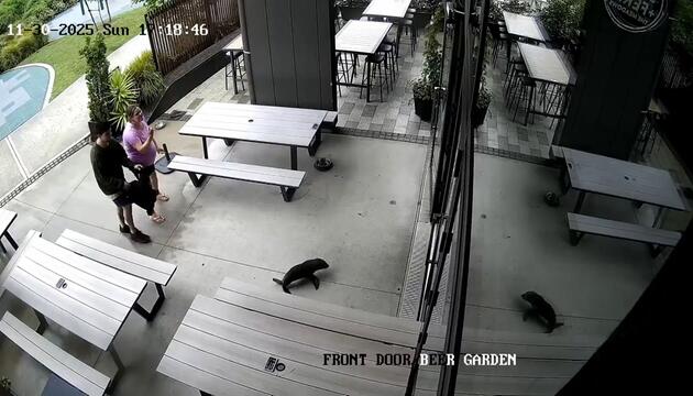 Robbenbaby in einer Bar in Neuseeland