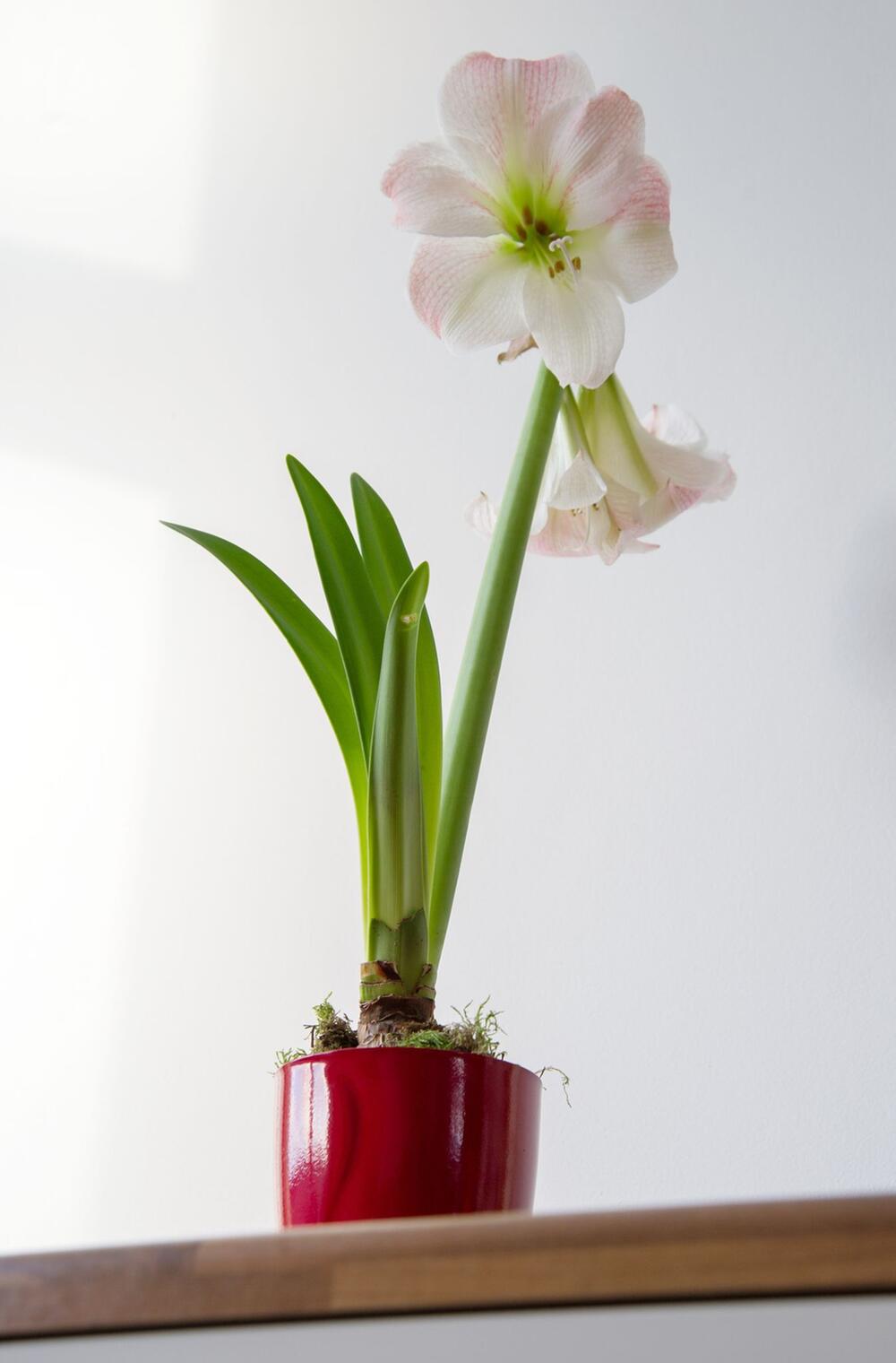 Blühende Amaryllis (Hippeastrum-Hybride)