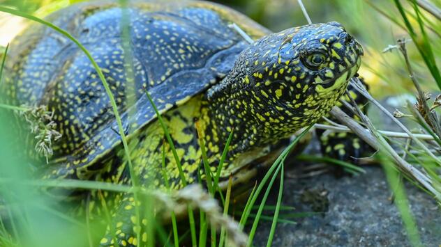 Europäische Sumpfschildkröte
