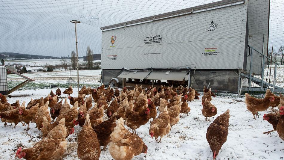 Bauern haben bei Eis und Schnee mehr Arbeit bei Tierhaltung