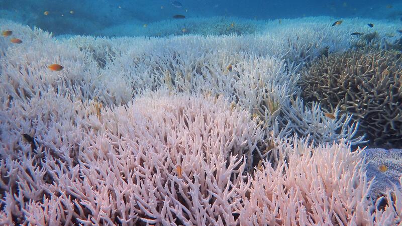 Gebleichte Korallen bei Heron Island in Queensland
