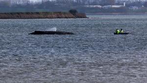 Buckelwal liegt weiter in Wismarbucht