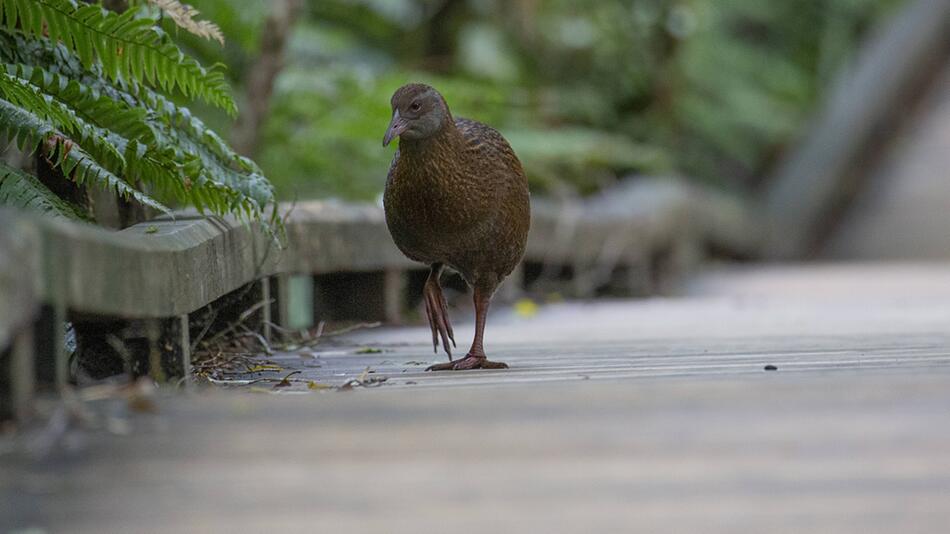 Weka, Wekaralle