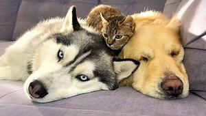 Ungewöhnliche Freundschaft: Katze, Husky und Golden Retriever entspannen zusammen
