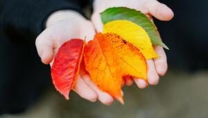 Farben des Herbstes auf einer Hand in Form von Blättern