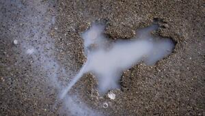 Ein Abdruck eines Nagetiers im Beton