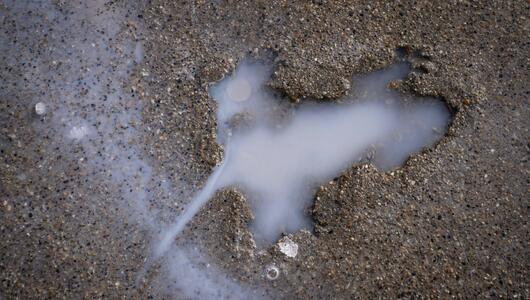 Ein Abdruck eines Nagetiers im Beton