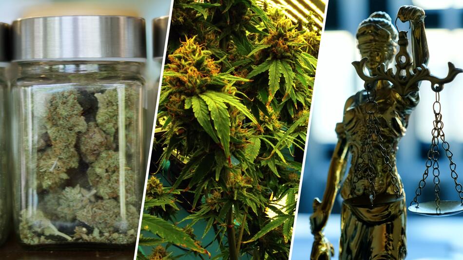 Canabis bald wieder illegal? Darum warnen Richter vor einem Verbot