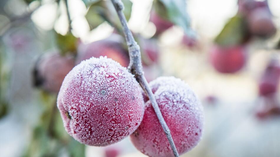 Äpfel mit Frost
