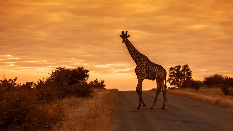 Botswana, Straße, Giraffe