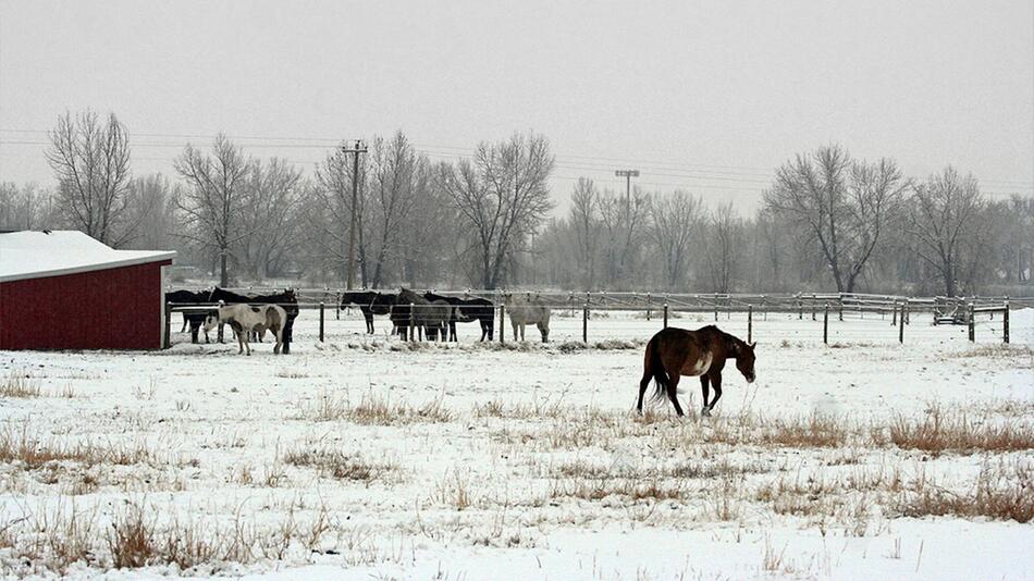 Pferde im Winter