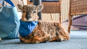 Flaschenlamm begleitet Bürgermeisterin