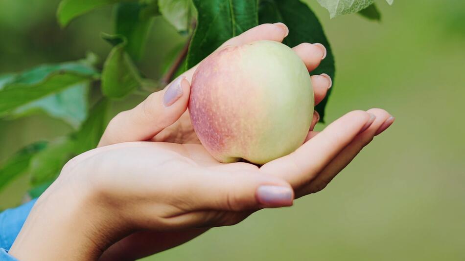 Ein Apfel in der Hand einer Frau