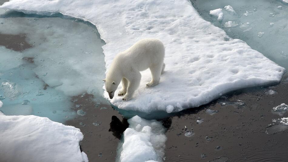 Klimawandel sorgt für mehr Krankheitserreger bei Eisbären