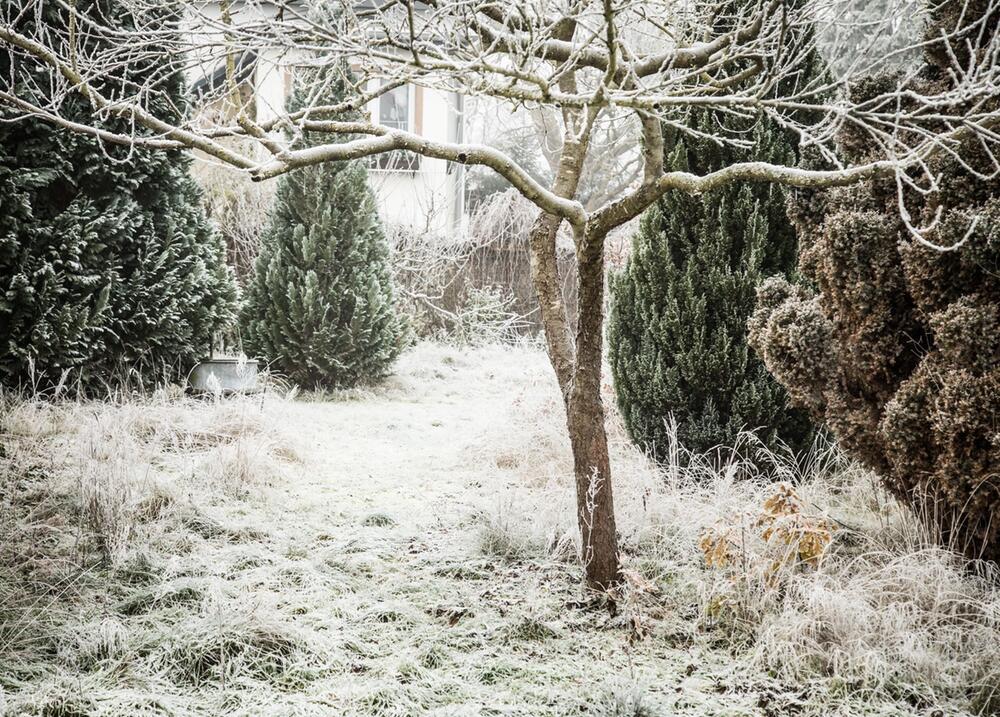 Ein Garten im Winter