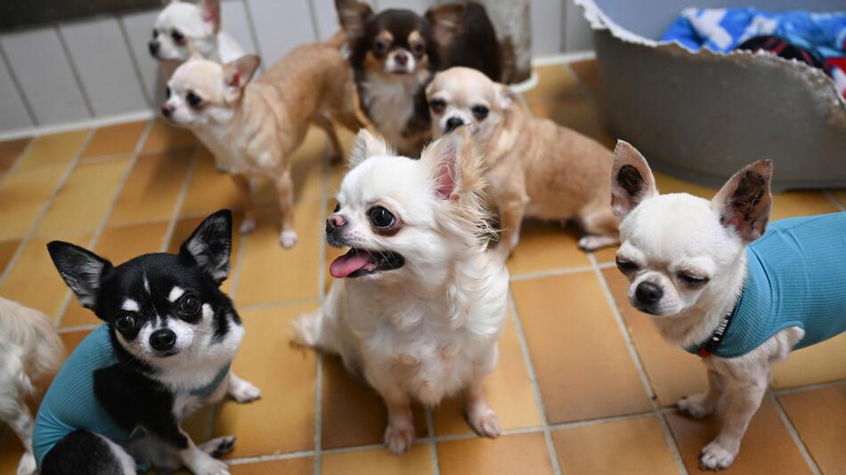 Gerettete Chihuahua-Hunde