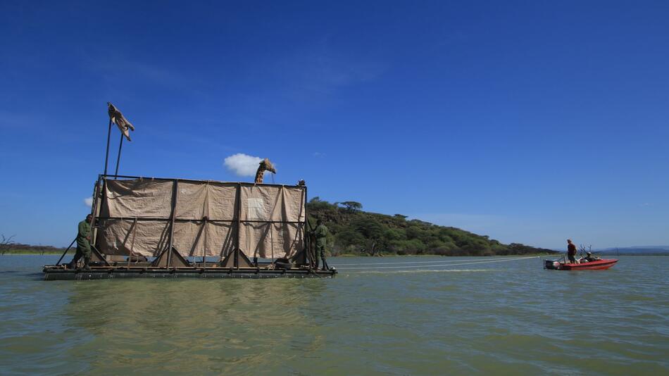 Giraffe in Kenia per Boot von Insel gerettet