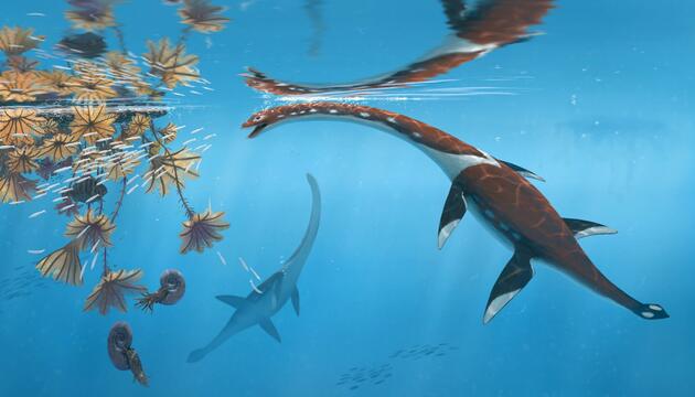 Plesionectes longicollum