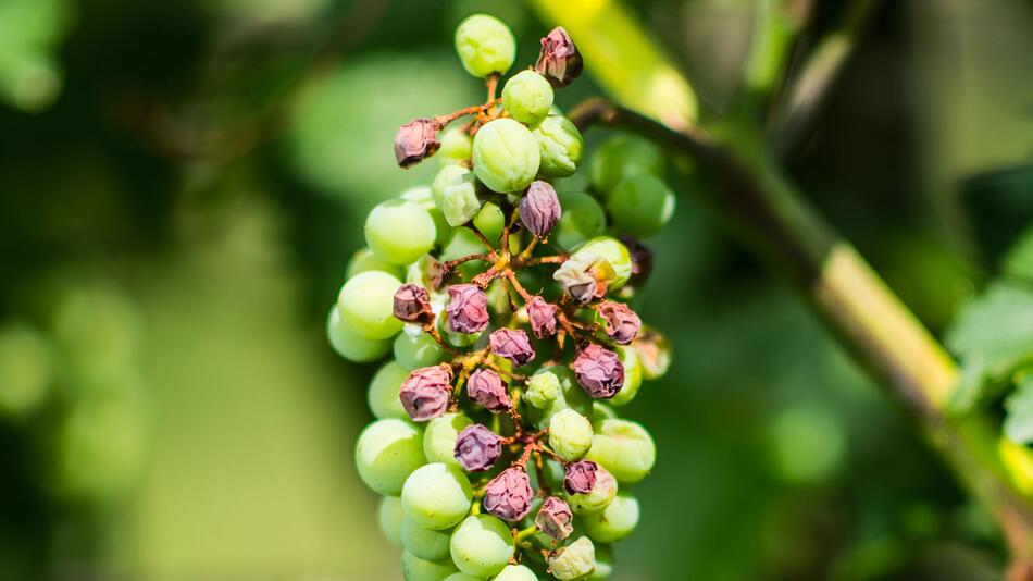 Klimawandel im Weinbau