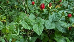 Rote „Erdbeeren“ ohne Aroma: Was hinter der Scheinerdebeere steckt