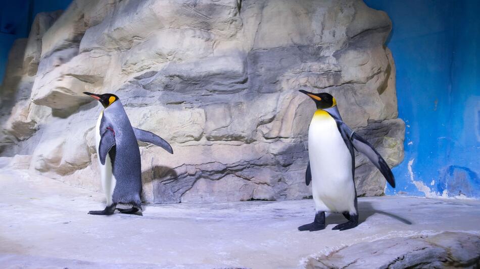Vorbild Pinguin Glätte Pinguingang