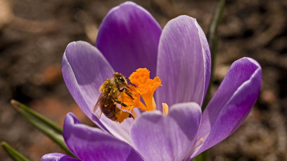 Biene sitzt auf einer Krokusblüte