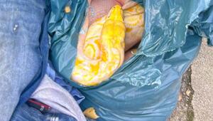 Netzpython in Müllsack entdeckt