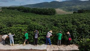 Kaffeeanbau in Brasilien