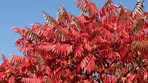 Nahaufnahme von einem Essigbaum mit roten Blättern.