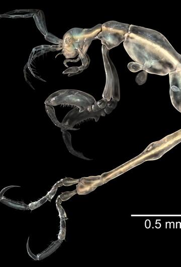Skeleton Shrimp (Liropus minusculus)