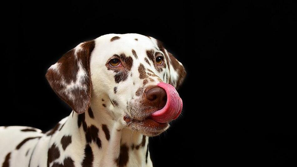 Schwarzkümmelöl für Hunde