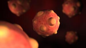 Animiertes Modell des Hantavirus. 