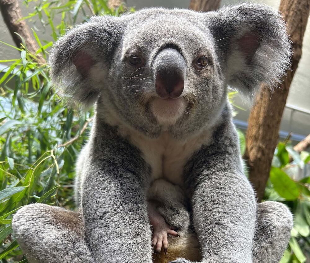 Koala-Nachwuchs in Stuttgart