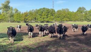233 Tiere geklaut: Rinderdiebstahl in Brandenburg