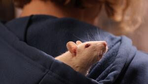 Tierversuche, Versuchstiere, Beagle, Ratten, M&Atilde;&curren;use, Rehoming, Tierschutz