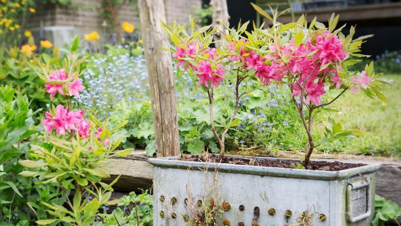 Azaleen im Garten