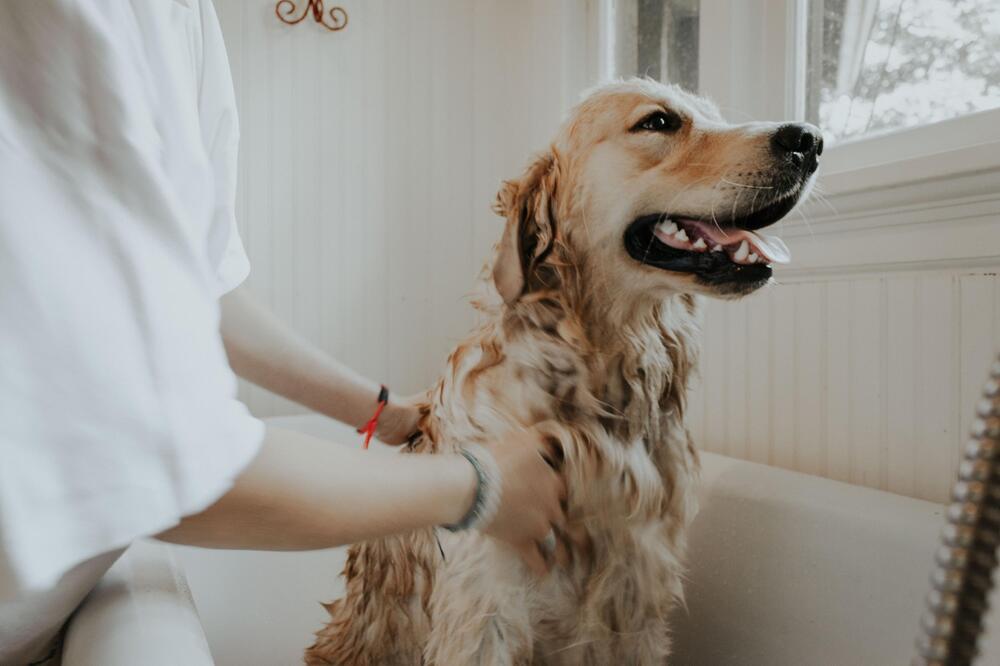 Mit Geduld kann man Tiere an Zähneputzen gewöhnen.