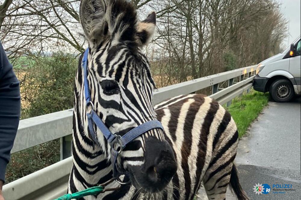 Monty wurde dank eines LKW-Fahrers eingekesselt.