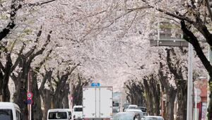 Saisonstart: Tokio im Zeichen der Kirschblüte