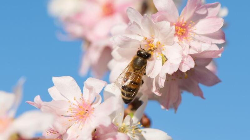 Biene auf Blüte