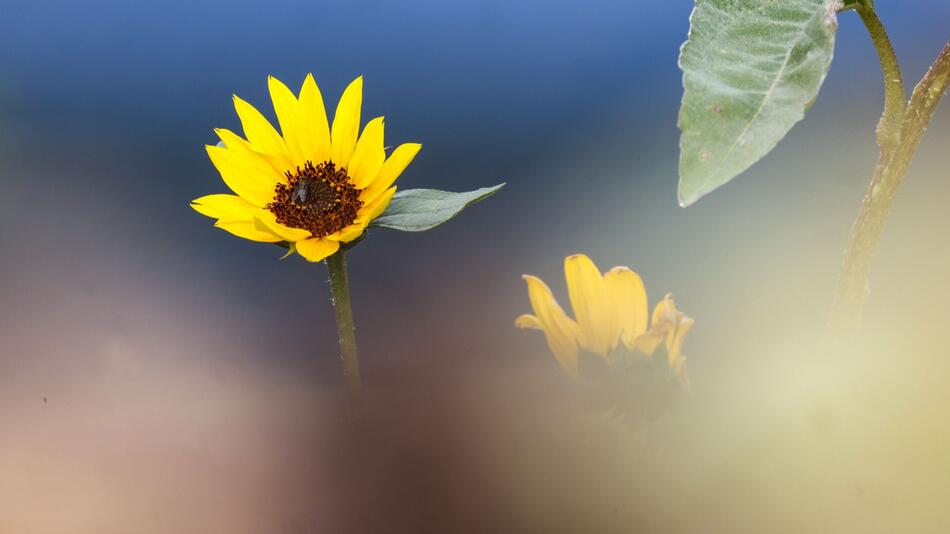 Sonnenblume - Wetter im Südwesten