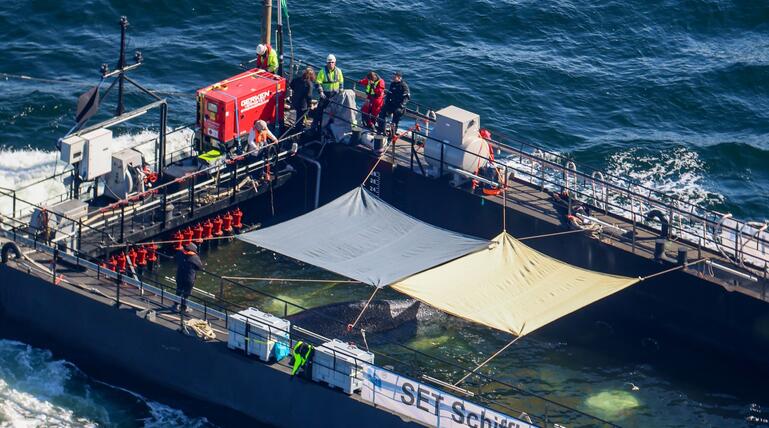 Weitere Entwicklung zum Buckelwal in der Ostsee