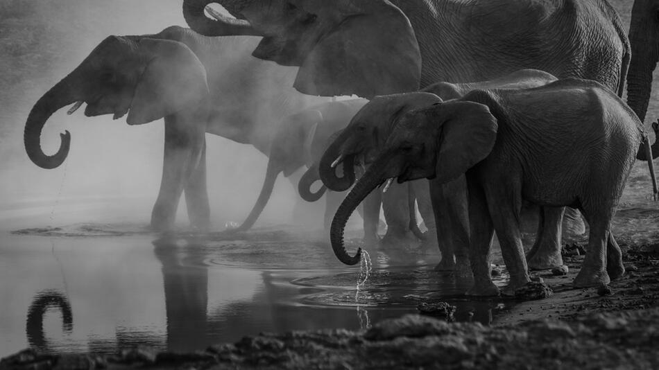 Grund für Massensterben der Elefanten entdeckt.