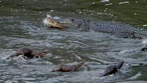 Kleine gegen Groß: Otterfamilie rückt Krokodil auf die Pelle