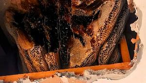 Süßes Geheimnis: Riesiges Bienennest in Wohnungsdecke entdeckt