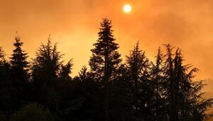 Waldbrand im Hürtgenwald