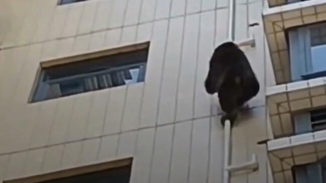 King Kong auf Abwegen: Gorilla erklimmt Hochhaus