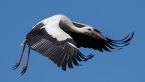 Storch fliegt davon