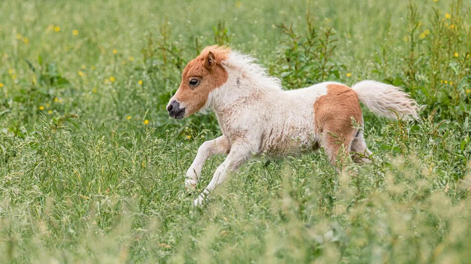 Wie beruhigt man am besten ein aufgeregtes Pferd?