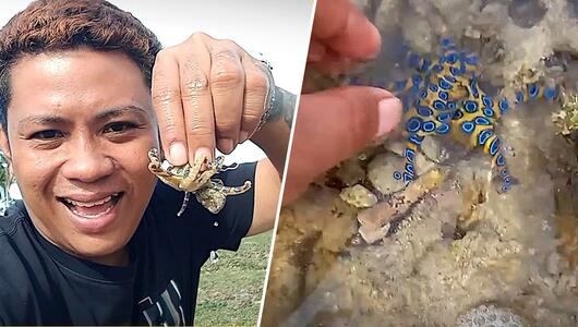 Tödlicher Tintenfisch – naiver Tourist greift einfach zu